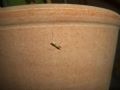 Metacanthus meridionalis